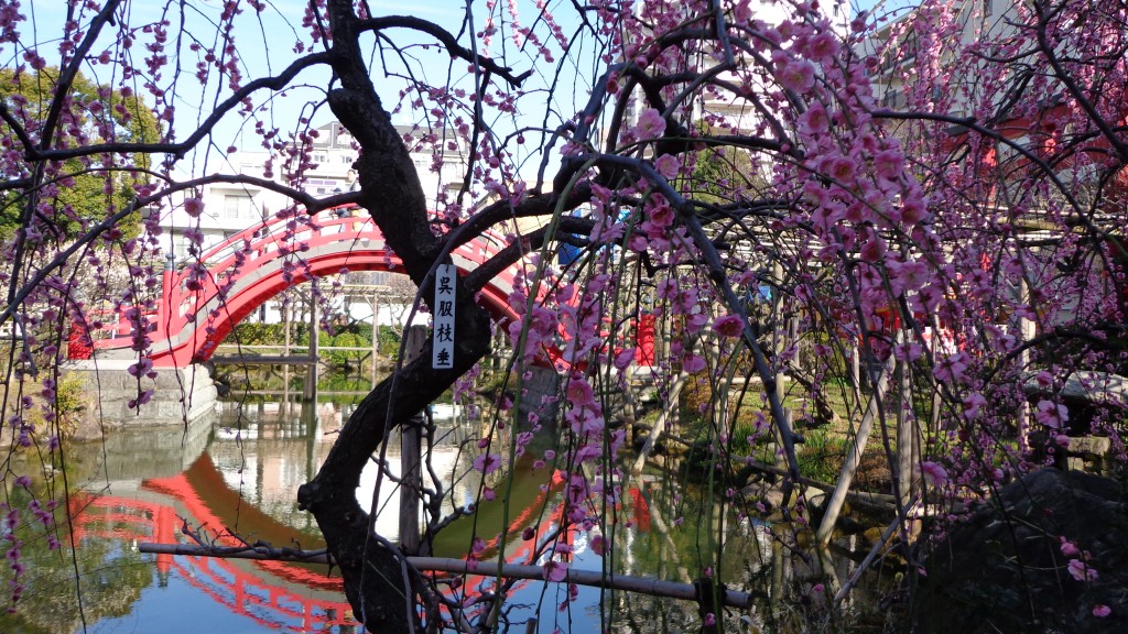 Kameido tenjin Ume festival