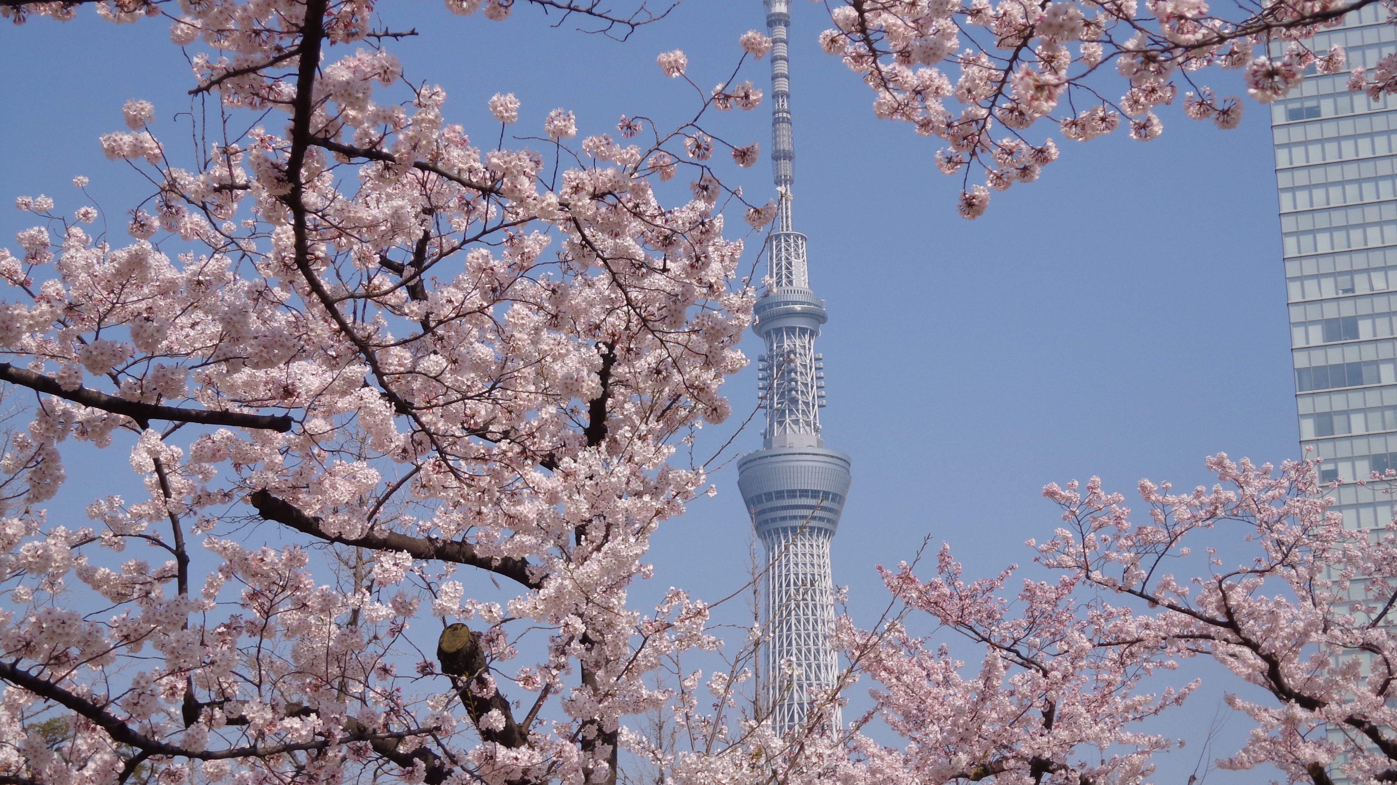 If you come to Japan in cherry-blossom season, you would go to see cherry b...
