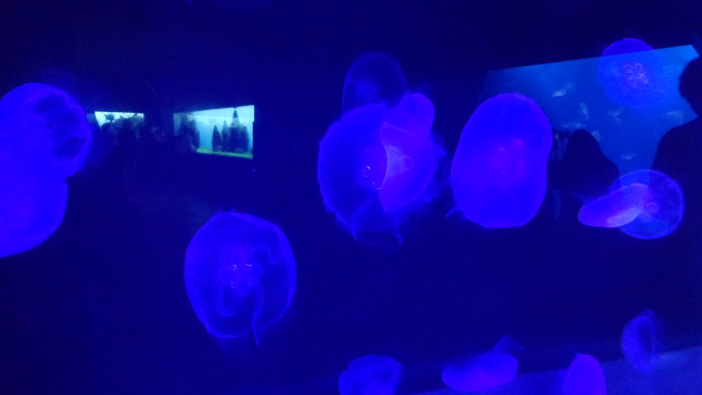 Sumida aquarium