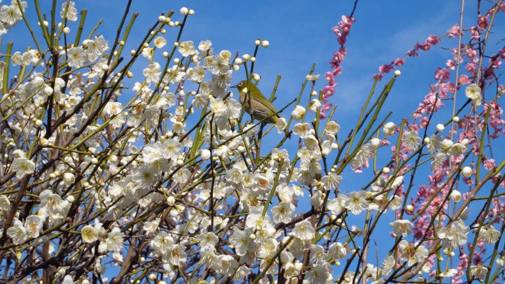 a small bird with Ume blossom