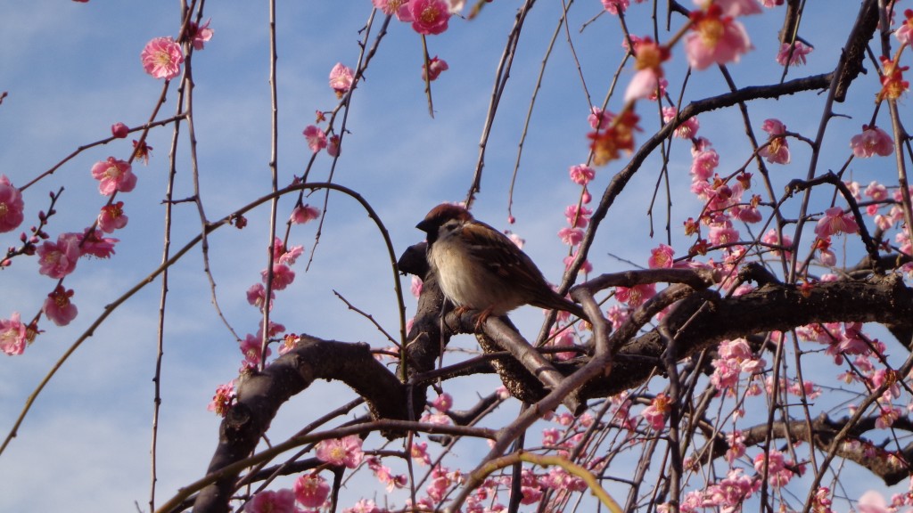 a small bird with Ume blossom