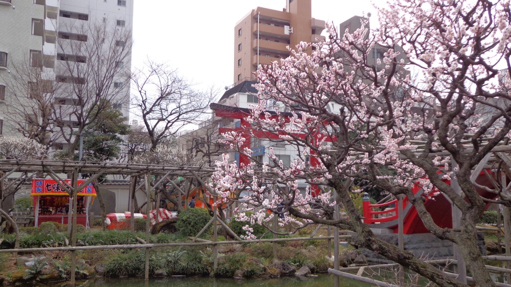 Kameido Tenjin Ume Festival