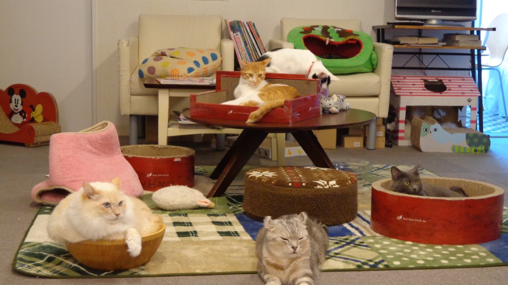 cat cafe