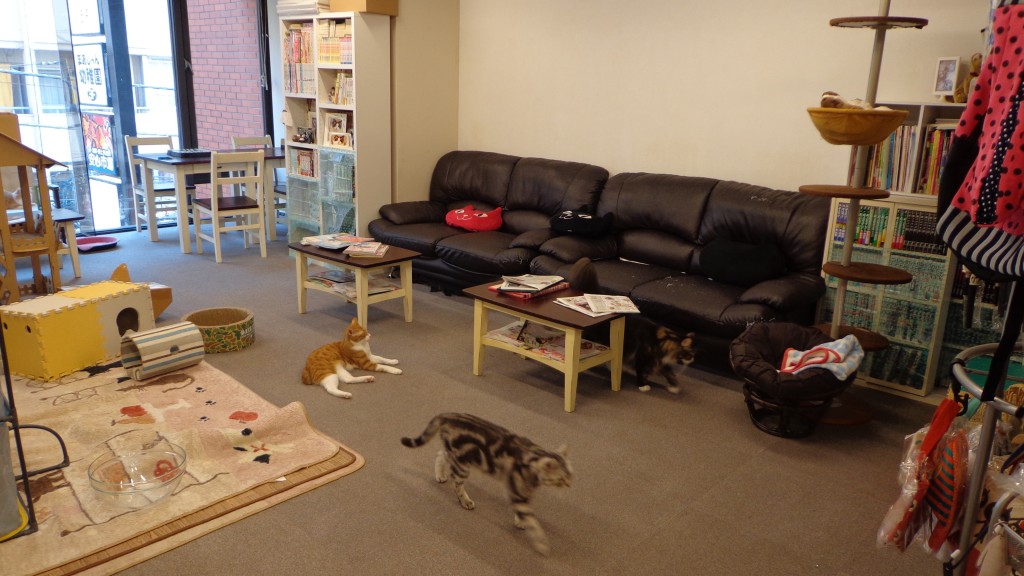 cat cafe