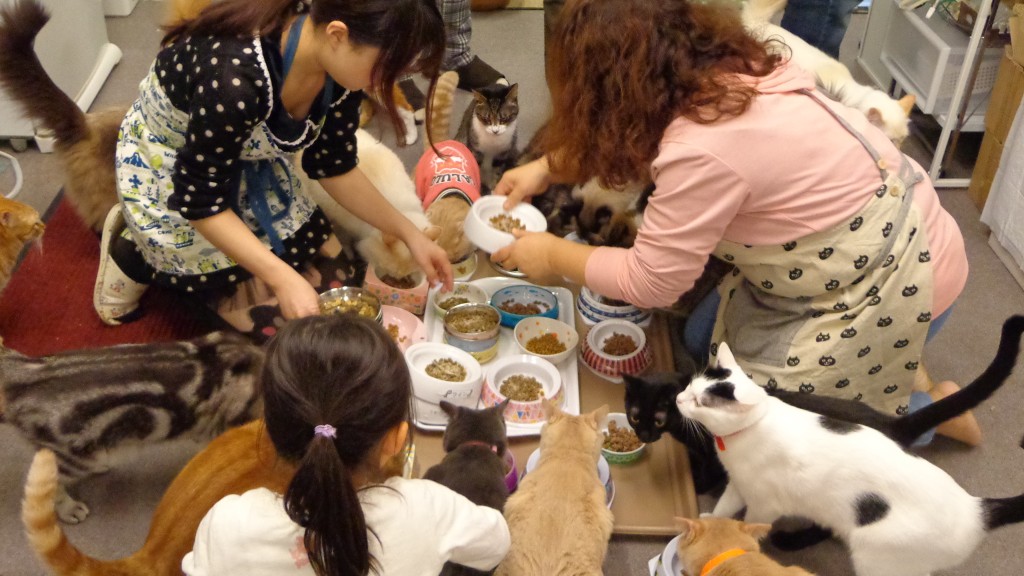 cat cafe