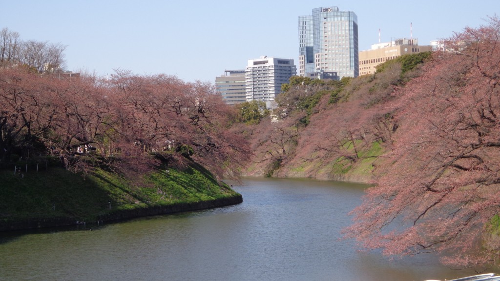 cherry blossom