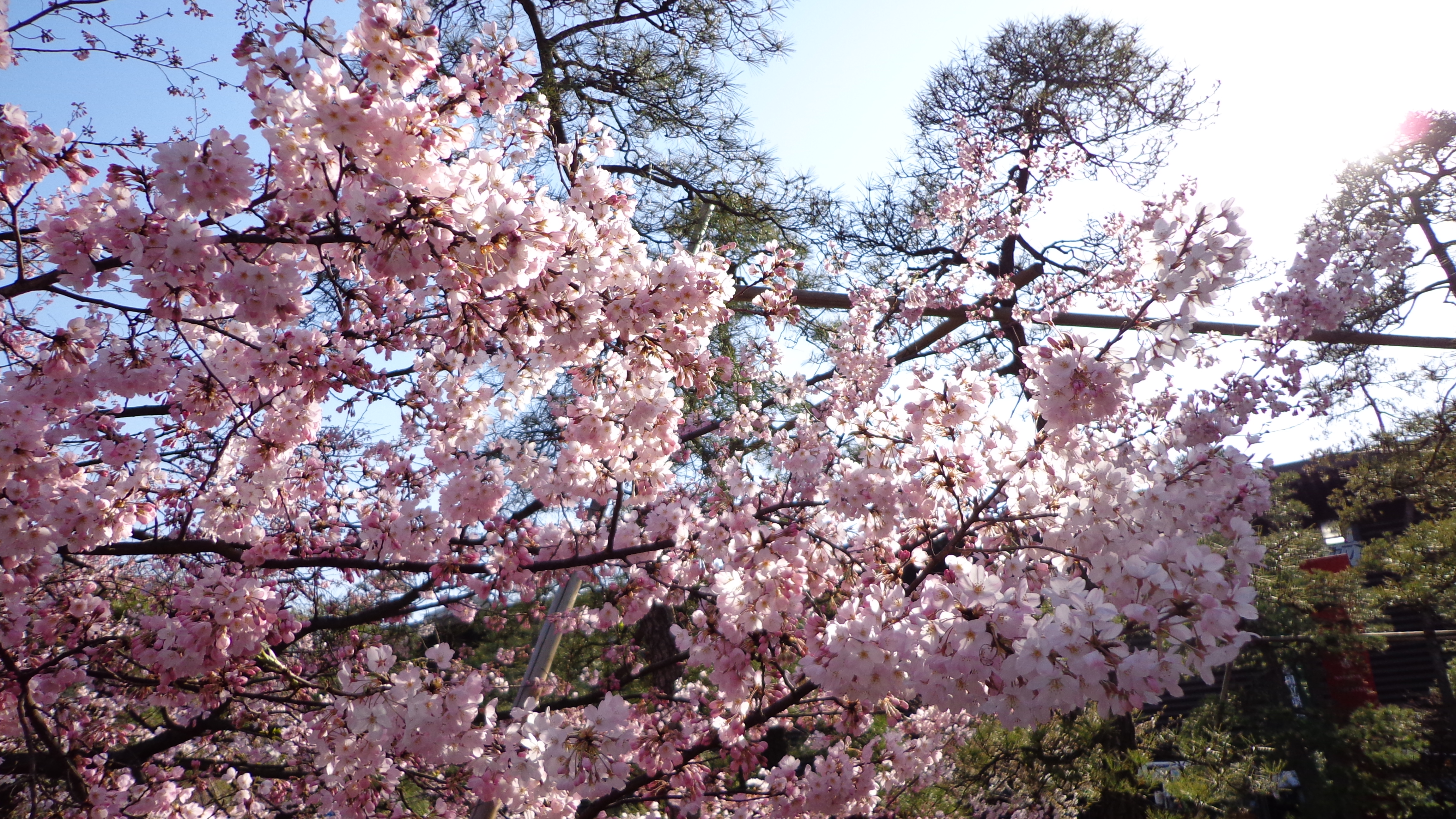 cherry blossom