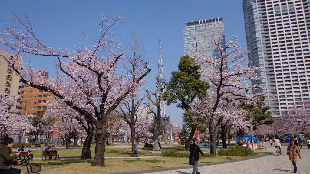 cherry blossom