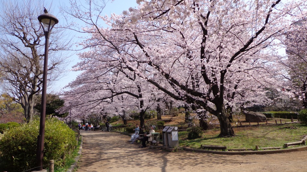 cherry blossom