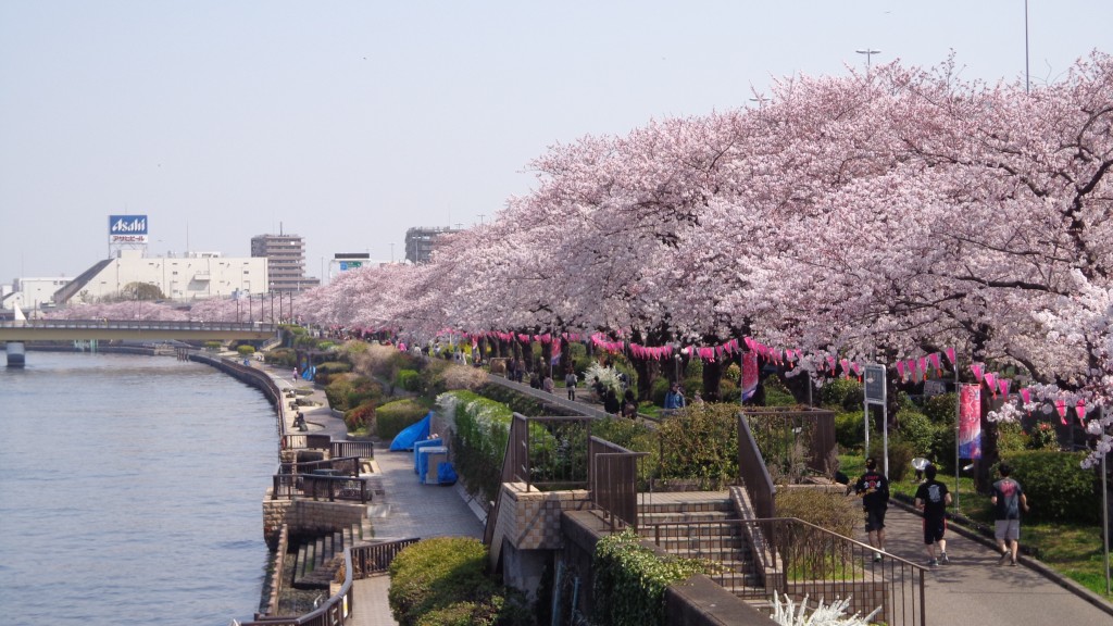 cherry blossom