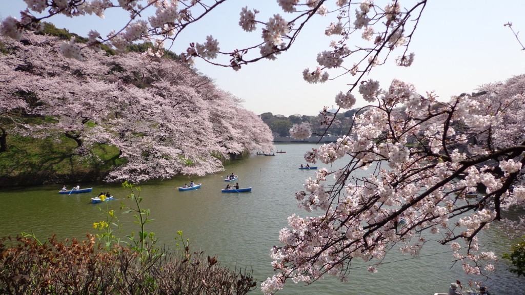 cherry blossom