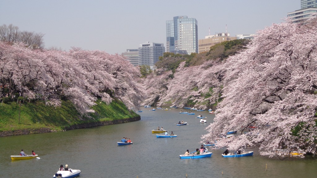 cherry blossom